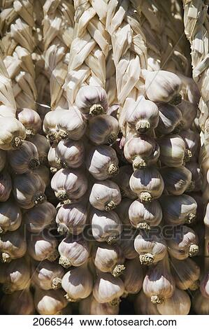 Garlic Cloves, Saturday Market Salt Spring Island, British Columbia, Canada View Large Photo Image Picture - Garlic Cloves, Saturday Market Salt Spring Island, British Columbia, Canada. Fotosearch