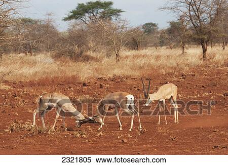 Stock Photography - Gazelles In Conflict Using Their Antlers In The Maasai Mara National Reserve; Maasai Mara Kenya. Fotosearch