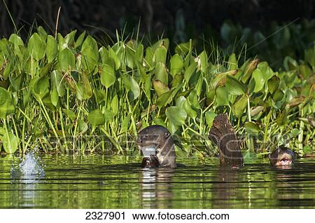 Stock Image - Giant river otter (pteronura brasiliensis) eats fish along the cuiba river in the pantanal; Brazil. Fotosearch