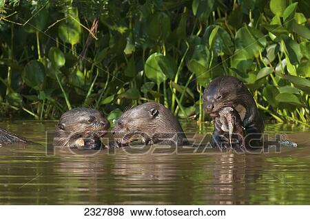 Giant river otters (pteronura brasiliensis) eat fish along the cuiba river in the pantanal; Brazil View Large Photo Image Stock Photo - Giant river otters (pteronura brasiliensis) eat fish along the cuiba river in the pantanal; Brazil. Fotosearch