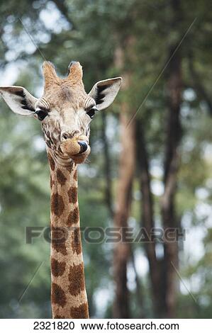 Giraffe In The Giraffe Centre; Nairobi Kenya View Large Photo Image Stock Image - Giraffe In The Giraffe Centre; Nairobi Kenya. Fotosearch