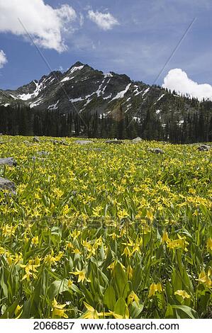 Glacier Lilies Carpet The Alpine Meadows In The Steeples Range, East Kootenays, Near Cranbrook, British Columbia, Canada View Large Photo Image Stock Photo - Glacier Lilies Carpet The Alpine Meadows In The Steeples Range, East Kootenays, Near Cranbrook, British Columbia, Canada. Fotosearch