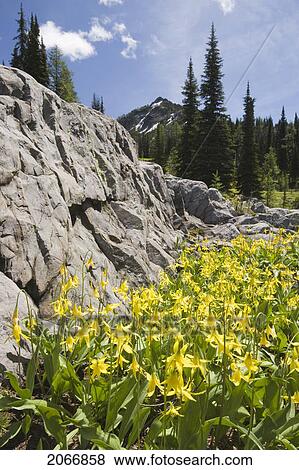 Stock Photo - Glacier Lilies Carpet The Alpine Meadows In The Steeples Range, East Kootenays, Near Cranbrook, British Columbia, Canada. Fotosearch
