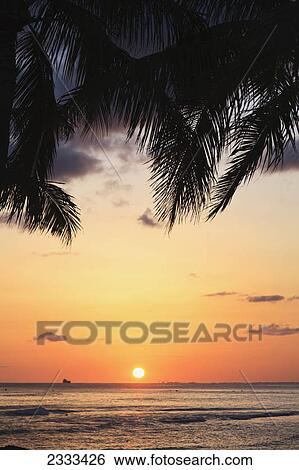Glowing sunset with silhouette of palm fronds on the shore; Honolulu hawaii united states of america View Large Photo Image Stock Photograph - Glowing sunset with silhouette of palm fronds on the shore; Honolulu hawaii united states of america. Fotosearch