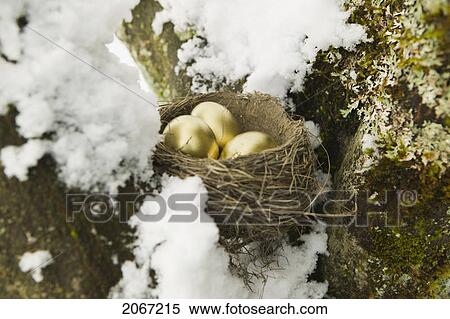 Stock Photography - Golden Eggs And Nest In A Maple Tree With Snow. Fotosearch