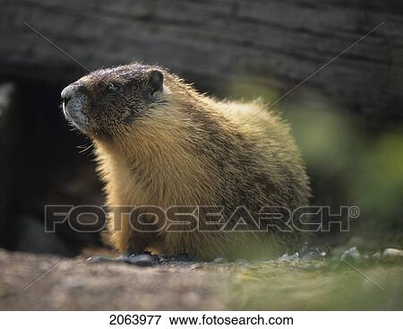 Stock Photo - Golden Marmot In Forest, Kelowna, Bc. Fotosearch
