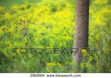 Goldenrod - Binbrook Conservation Area - Binbrook, Ontario, Canada View Large Photo Image Picture - Goldenrod - Binbrook Conservation Area - Binbrook, Ontario, Canada. Fotosearch