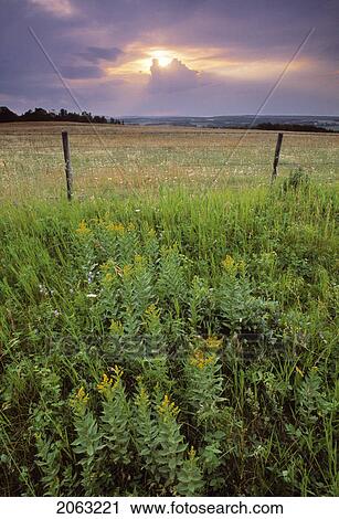 Goldenrod, Fence And Pastureland At Sunset, Alberta, Canada View Large Photo Image Stock Image - Goldenrod, Fence And Pastureland At Sunset, Alberta, Canada. Fotosearch