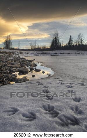 Goose Tracks On Pond - Allen Bill Pond - Kananaskis Country - Alberta View Large Photo Image Stock Image - Goose Tracks On Pond - Allen Bill Pond - Kananaskis Country - Alberta. Fotosearch