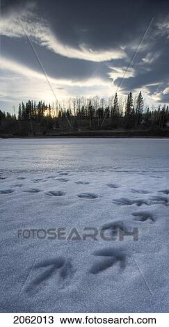 Stock Image - Goose Tracks On Pond, Kananaskis Country - Alberta - Canada. Fotosearch