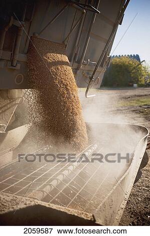 Grain Empties Into Auger, Redvers, Saskatchewan, Canada View Large Photo Image Stock Photo - Grain Empties Into Auger, Redvers, Saskatchewan, Canada. Fotosearch