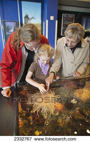 Stock Photo - Grandmother with her daughter and granddaughter looking at the tidepool display at the Alaska Sealife Center in Seward, Southcentral Alaksa, USA. Fotosearch