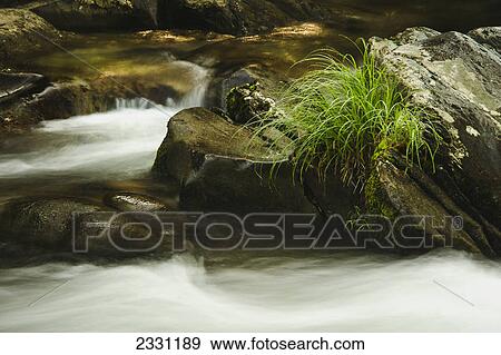 Grass growing out of a rock with water rushing over rocks in a river in great smoky mountains national park; Tennessee united states of america View Large Photo Image Stock Photo - Grass growing out of a rock with water rushing over rocks in a river in great smoky mountains national park; Tennessee united states of america. Fotosearch