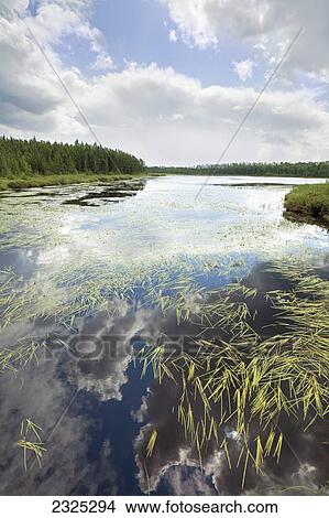 Picture - Grasses in a pond with a reflection of the blue sky and cloud in the water; Souix lookout ontario canada. Fotosearch