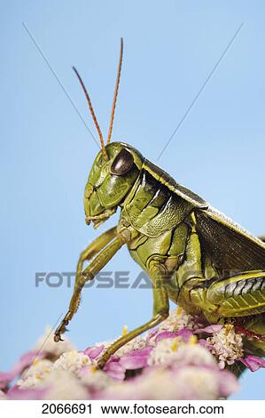 Stock Image - Grasshopper Close-Up.. Fotosearch