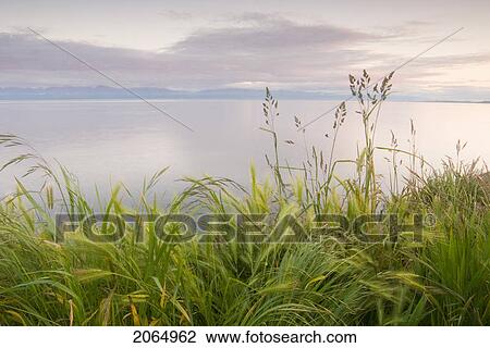 Grassy Slope In Front Of Ocean And Mountains, Victoria, Vancouver Island, B. C. View Large Photo Image Stock Image - Grassy Slope In Front Of Ocean And Mountains, Victoria, Vancouver Island, B. C.. Fotosearch