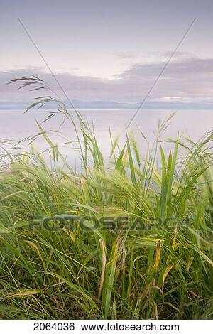 Stock Photograph - Grassy Slope In Front Of Ocean And Mountains, Victoria, Bc. Fotosearch