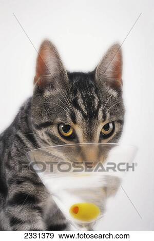 Grauer Tabby Katze Trinken Martini Vancouver Britisch Kolumbien Kanada Stock Foto 2331379 Fotosearch