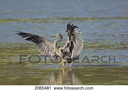 Great Blue Heron (Ardea Herodias) Flies Through Wetland Marsh Near Point Pelee National Park, Southwestern Ontario, Canada. View Large Photo Image Stock Image - Great Blue Heron (Ardea Herodias) Flies Through Wetland Marsh Near Point Pelee National Park, Southwestern Ontario, Canada.. Fotosearch