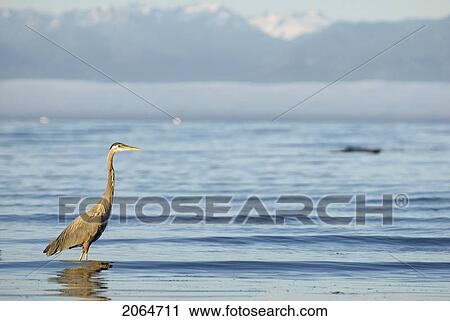 Stock Image - Great Blue Heron Feeding. Esquimalt Lagoon, Victoria, B. C.. Fotosearch