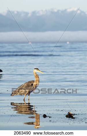 Great Blue Heron Feeding. Victoria, Vancouver Island, Bc View Large Photo Image Stock Image - Great Blue Heron Feeding. Victoria, Vancouver Island, Bc. Fotosearch