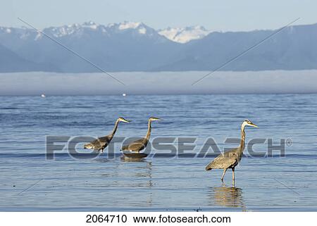 Great Blue Herons Feeding. Esquimalt Lagoon, Victoria, B. C. View Large Photo Image Stock Image - Great Blue Herons Feeding. Esquimalt Lagoon, Victoria, B. C.. Fotosearch
