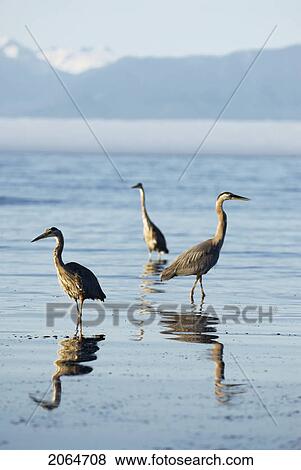 Great Blue Herons Feeding. Esquimalt Lagoon, Victoria, B. C. View Large Photo Image Stock Photo - Great Blue Herons Feeding. Esquimalt Lagoon, Victoria, B. C.. Fotosearch