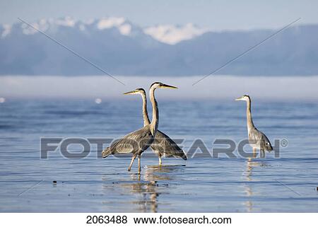 Stock Photo - Great Blue Herons Feeding. Victoria, Vancouver Island, Bc. Fotosearch