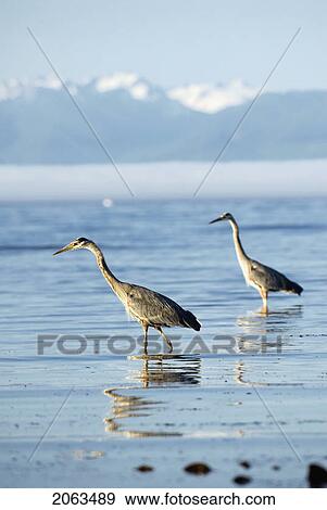 Stock Photo - Great Blue Herons Feeding. Victoria, Vancouver Island, Bc. Fotosearch