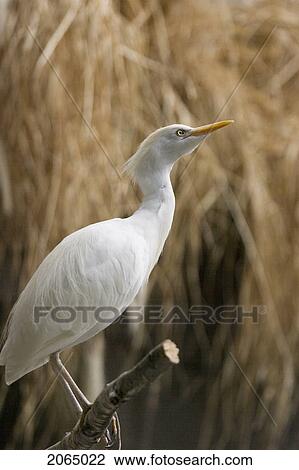 Great Egret (Casmerodius Albus) At Toronto Zoo, Toronto, Ontario, Canada. View Large Photo Image Stock Image - Great Egret (Casmerodius Albus) At Toronto Zoo, Toronto, Ontario, Canada.. Fotosearch