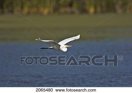 Great Egret Or Common Egret (Casmerodius Albus) In Flight, Summer, Point Pelee National Park, Southwestern Ontario, Canada. View Large Photo Image Stock Image - Great Egret Or Common Egret (Casmerodius Albus) In Flight, Summer, Point Pelee National Park, Southwestern Ontario, Canada.. Fotosearch