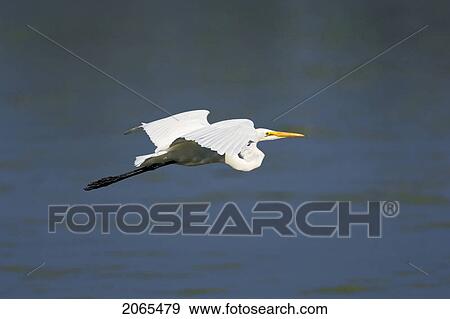 Stock Photo - Great Egret Or Common Egret (Casmerodius Albus) In Flight, Summer, Point Pelee National Park, Southwestern Ontario, Canada.. Fotosearch