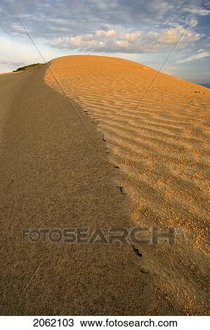 Stock Image - Great Sandhills, Saskatchewan, Canada. Fotosearch