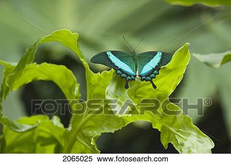 Green Banded Peacock Butterfly (Papilio Palinurus) Basking On Leaf, Niagara Butterfly Conservatory, Niagara Falls, Ontario, Canada. View Large Photo Image Stock Photography - Green Banded Peacock Butterfly (Papilio Palinurus) Basking On Leaf, Niagara Butterfly Conservatory, Niagara Falls, Ontario, Canada.. Fotosearch