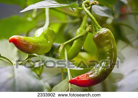 Green chili with red tip; Tropenhaus Wolhusen, Switzerland View Large Photo Image Stock Image - Green chili with red tip; Tropenhaus Wolhusen, Switzerland. Fotosearch