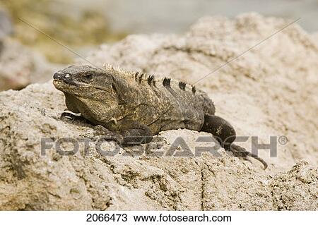 Green Iguana Basking On Rocks, Long Caye, Glover's Reef, Belize. View Large Photo Image Stock Image - Green Iguana Basking On Rocks, Long Caye, Glover's Reef, Belize.. Fotosearch