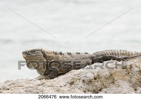 Stock Photograph - Green Iguana Basking On Rocks, Long Caye, Glover's Reef, Belize.. Fotosearch