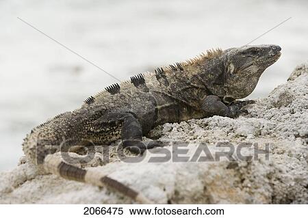 Green Iguana Basking On Rocks, Long Caye, Glover's Reef, Belize. View Large Photo Image Stock Photography - Green Iguana Basking On Rocks, Long Caye, Glover's Reef, Belize.. Fotosearch