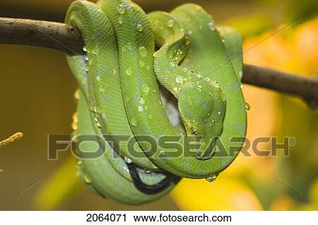 Green Tree Python At Toronto Zoo, Toronto, Ontario, Canada. View Large Photo Image Stock Image - Green Tree Python At Toronto Zoo, Toronto, Ontario, Canada.. Fotosearch