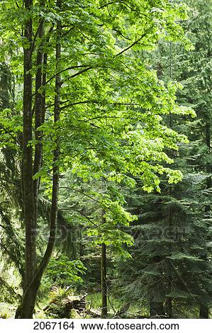 Green Trees, Gambier Island, B. C. View Large Photo Image Picture - Green Trees, Gambier Island, B. C.. Fotosearch