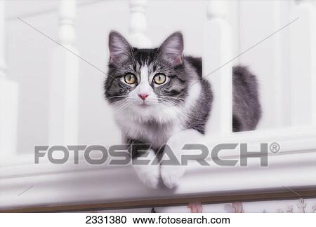 Stock Image - Grey and white cat poking his body through railing of stairs; Vancouver british columbia canada. Fotosearch