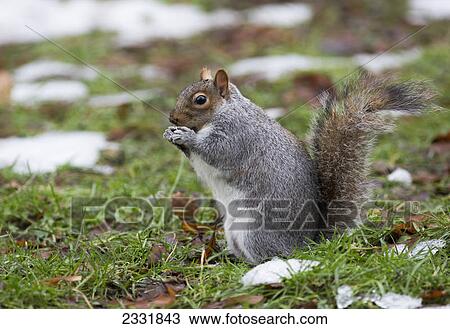 Stock Image - Grey squirrel eating on the ground with traces of snow; Middlesborough teeside england. Fotosearch