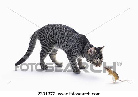 Stock Image - Grey tabby cat and mouse staring at each other; Vancouver british columbia canada. Fotosearch