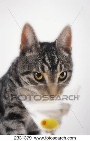 Grey tabby cat drinking martini; Vancouver british columbia canada View Large Photo Image Stock Photo - Grey tabby cat drinking martini; Vancouver british columbia canada. Fotosearch