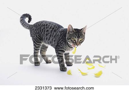 Grey tabby cat licking his lips as yellow bird feathers fall to his feet; Vancouver british columbia canada View Large Photo Image Stock Image - Grey tabby cat licking his lips as yellow bird feathers fall to his feet; Vancouver british columbia canada. Fotosearch