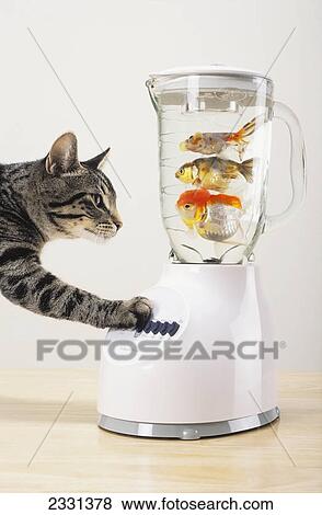 Stock Photo - Grey tabby cat with paw on blender filled with goldfish; Vancouver british columbia canada. Fotosearch