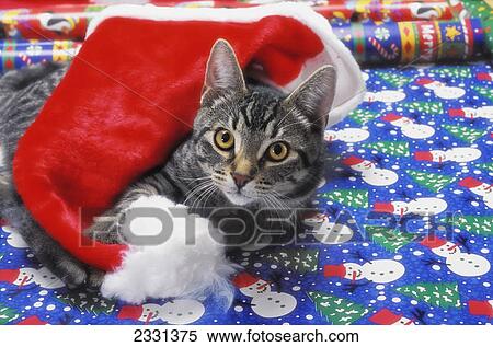 grey tabby cat with santa claus hat lying on christmas gift wrapvancouver british columbia canada - How To Wrap A Cat For Christmas grey tabby cat with santa claus hat lying on christmas gift wrapvancouver british columbia canada - How To Wrap A Cat For Christmas