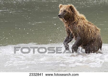 Grizzly bear standing in a river fishing for Chum Salmon near Chinitna Bay in Lake Clark National Park, Southcentral Alaska, Summer View Large Photo Image Stock Image - Grizzly bear standing in a river fishing for Chum Salmon near Chinitna Bay in Lake Clark National Park, Southcentral Alaska, Summer. Fotosearch