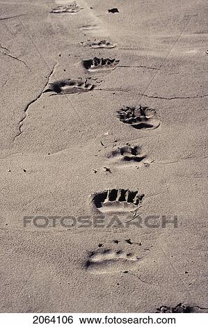 Grizzly Bear Tracks In Mud Along Tatsheshini River, Kluane National Park, Yukon, Canada View Large Photo Image Stock Photograph - Grizzly Bear Tracks In Mud Along Tatsheshini River, Kluane National Park, Yukon, Canada. Fotosearch
