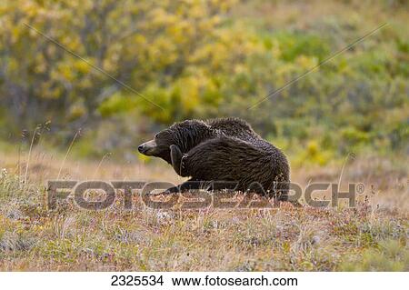 Picture - Grizzly bear (ursus arctos) scratching its face and sitting on knoll of golden tundra in autumn denali national park; Alaska united states of america. Fotosearch